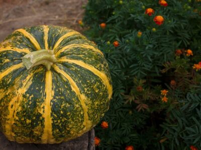 A What Was the World’s Largest Pumpkin Ever Grown?
