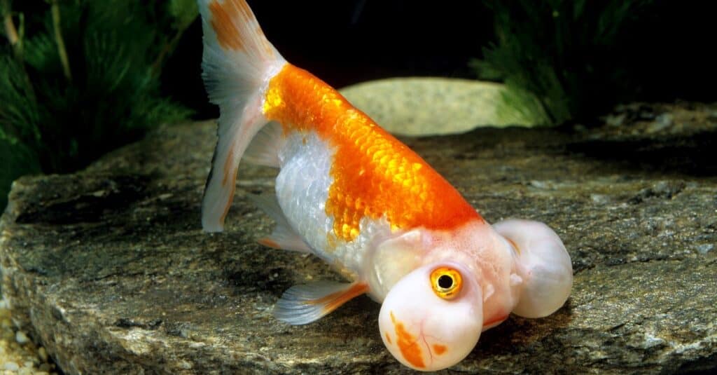 Bubble eye goldfish in an aquarium.