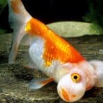 Bubble eye goldfish in an aquarium.