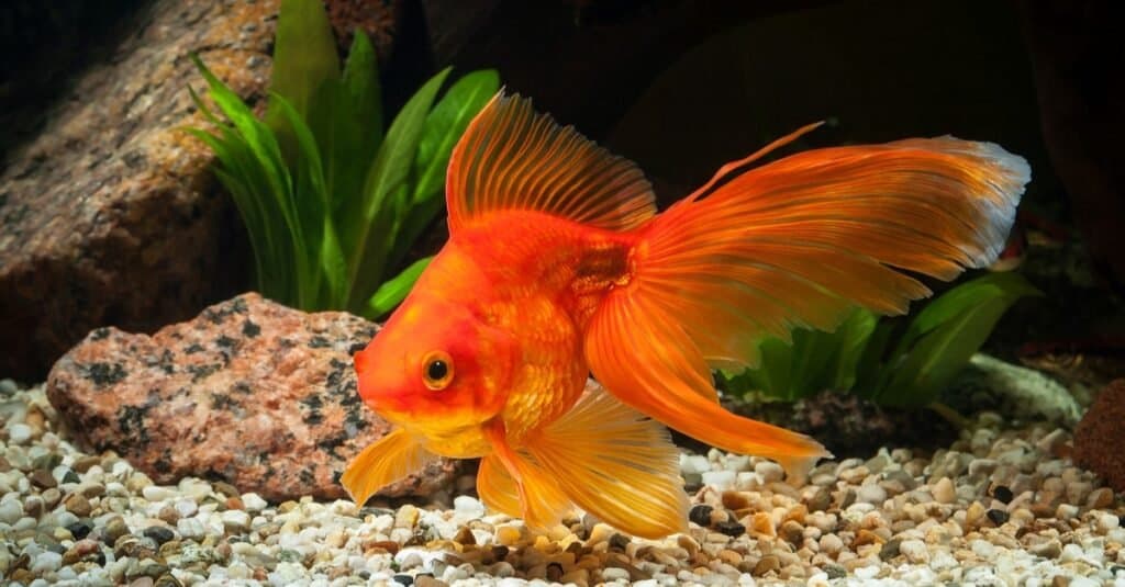 Fantail Goldfish in aquarium with green plants, and stones.