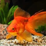 Goldfish belong to the Cyprinidae family and the Carassius genus