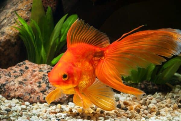 Goldfish belong to the Cyprinidae family and the Carassius genus