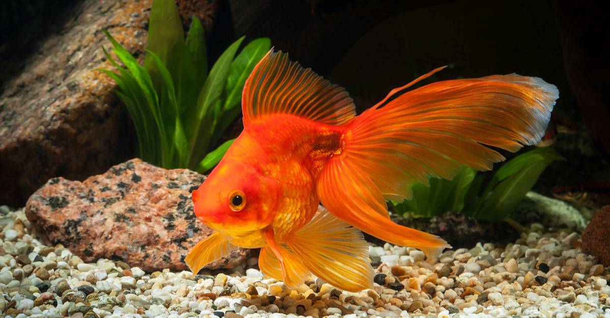 Fish Gestation Period: How Long Are Fish Pregnant? - AZ Animals