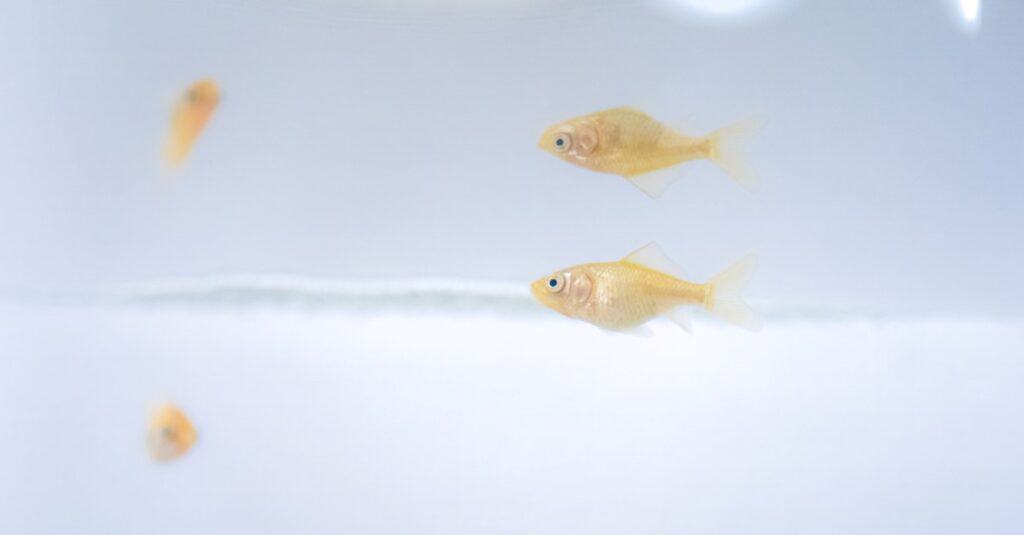 The fry of the goldfish in a grow-out tank.