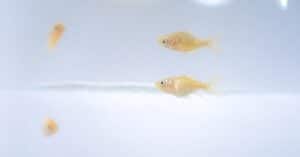 Image showcasing Goldfish Reproduction: How Do Goldfish Mate and Reproduce? - A-Z Animals