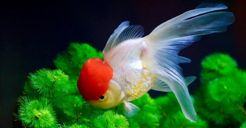 Goldfish - "Red Cap Oranda" among plants in a fish tank.