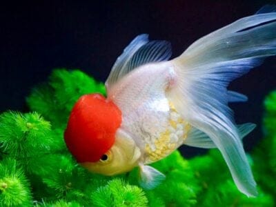 Goldfish Picture