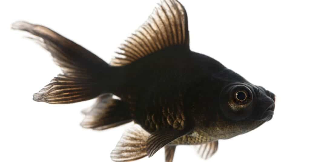 Black moor goldfish, Carassius auratus, in front of white background.