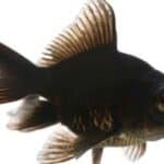 Black moor goldfish, Carassius auratus, in front of white background.