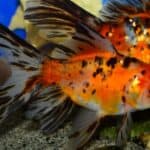 Chinese shubunkin goldfish in cold water aquarium.
