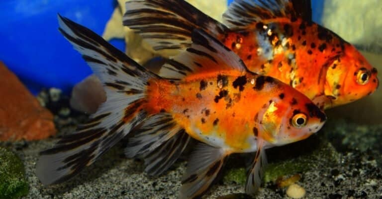 Chinese shubunkin goldfish in cold water aquarium.