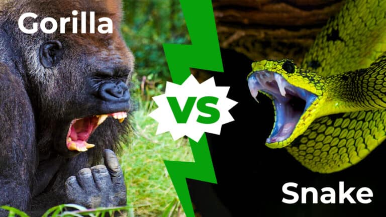 Gorilla vs snake