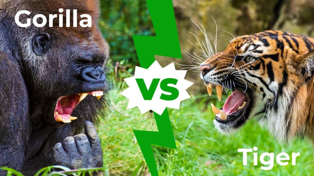 Gorilla vs Tiger: ใครจะชนะในการต่อสู้? | Newagepitbulls