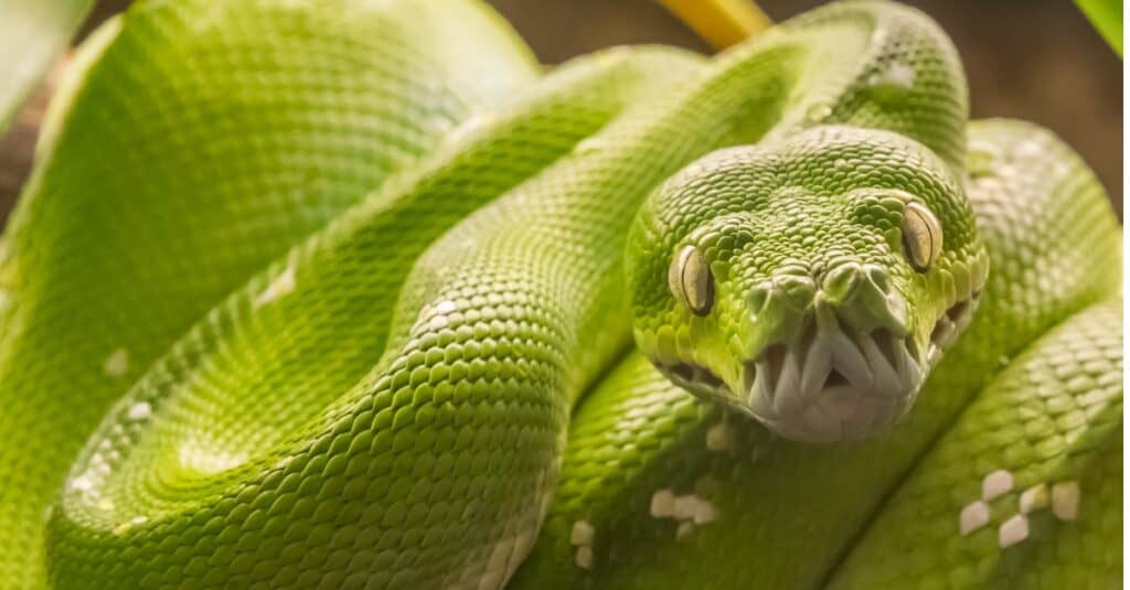 Are Any Pythons Venomous?