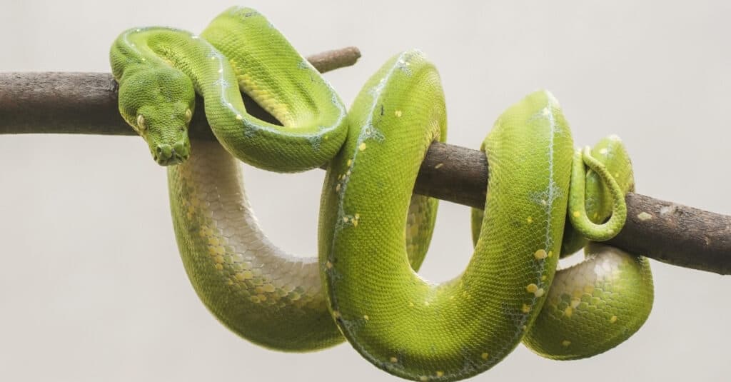 Green Tree Python coiled around tree branch. The easiest point of identification for the green tree python is the brilliant green hue of an adult's body.