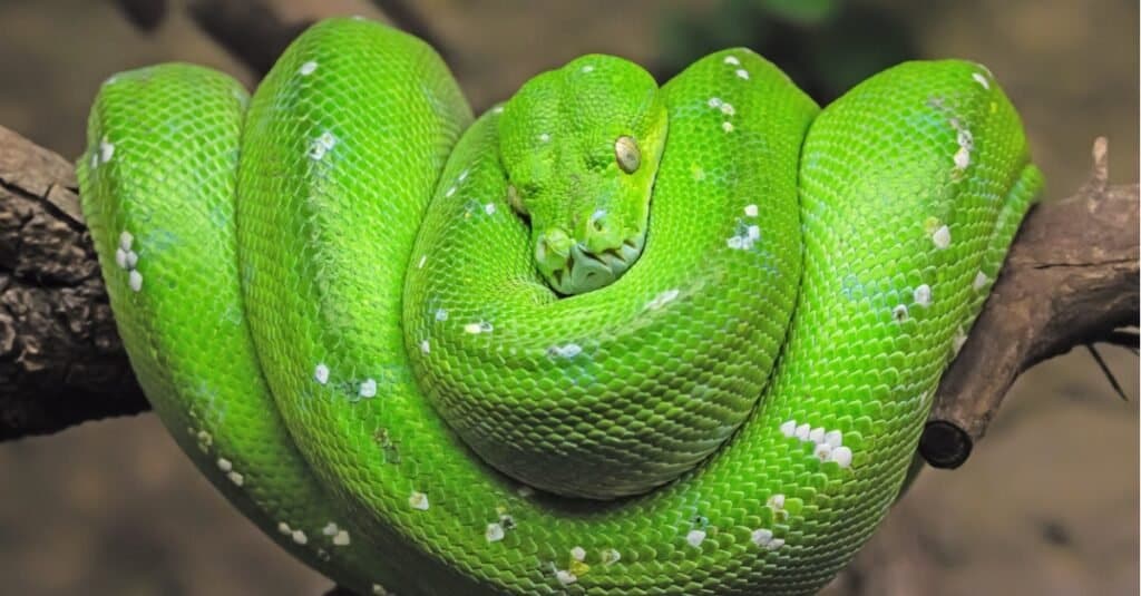 ภาพระยะใกล้ของงูหลามต้นไม้สีเขียว (Morelia viridis)  งูมีหัวรูปเพชรที่โดดเด่นมาก