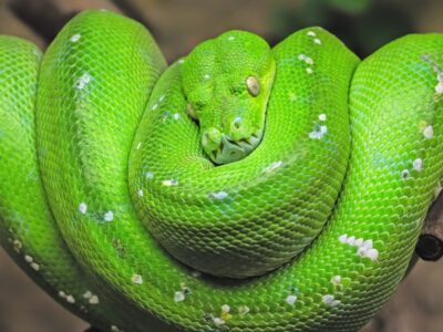A Green Tree Python