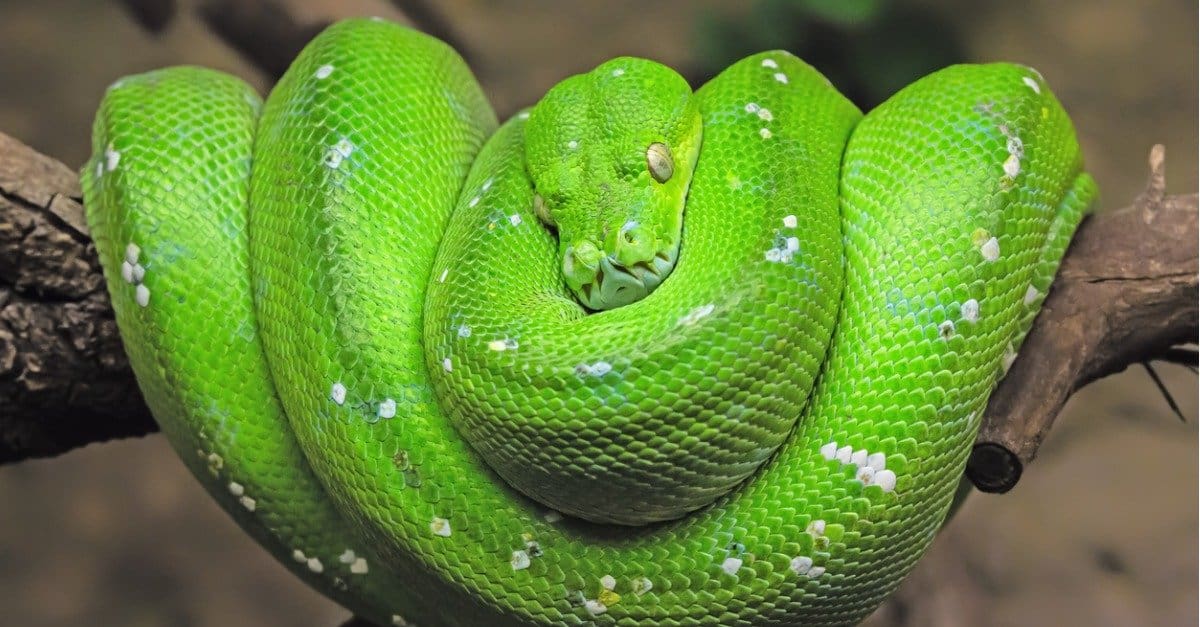 Green Tree Python Animal Facts | Morelia viridis - AZ Animals