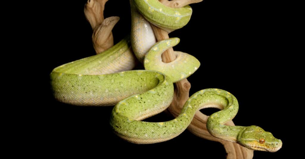 Green Tree Python (Morelia viridis) coiled in a tree. Adults will grow to sizes of approximately five feet.
