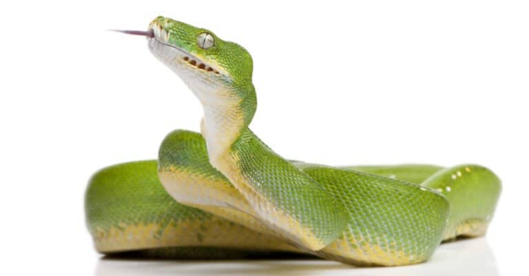 Green tree python - Morelia viridis (5 years old) in front of a white background.