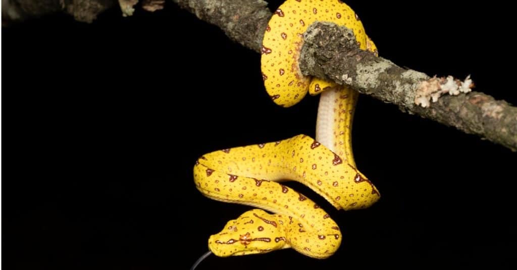 Juvenile Green Tree Python. Adolescents of the species can appear in shades ranging from brilliant neon yellow to brick red.