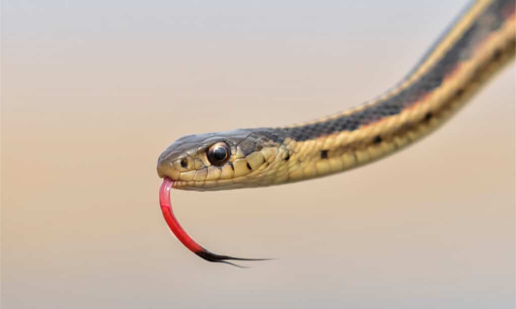 Head shot of a garter snake flicking its tongue
