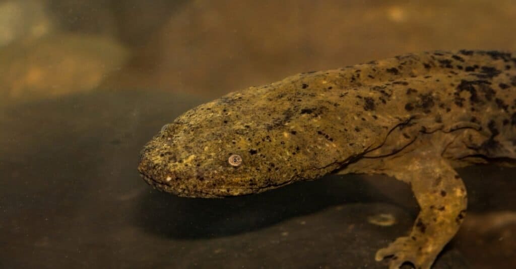 An Eastern Hellbender foraging for crayfish on the bottom of the creek.