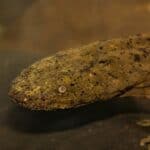 Hellbender