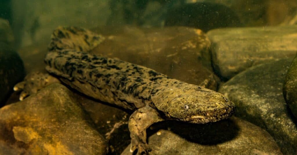 Eastern Hellbender swimming in a stream.