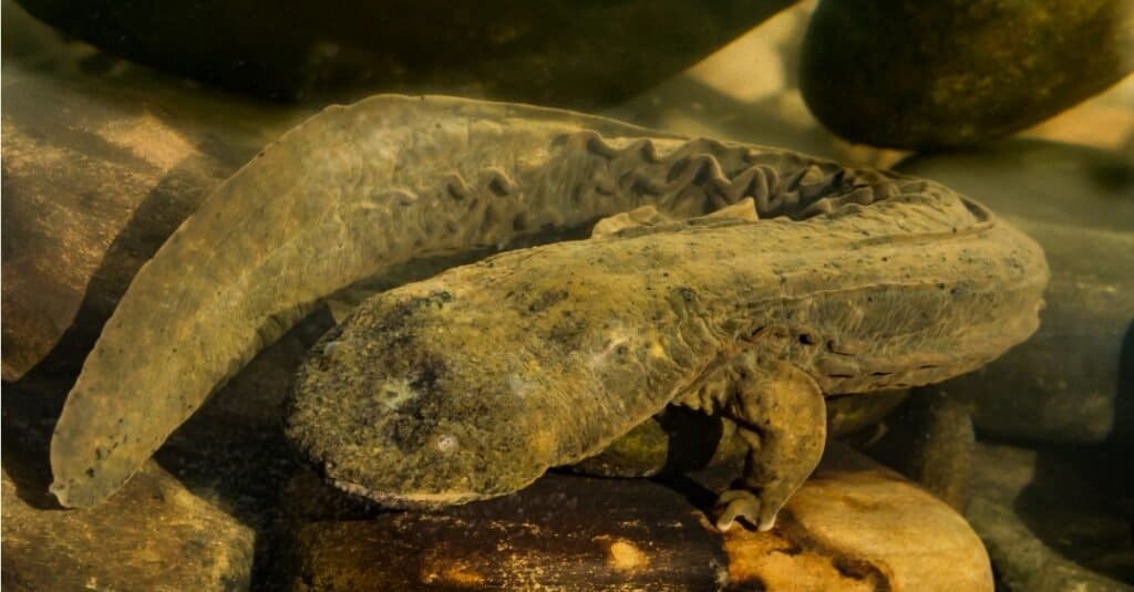 An Eastern Hellbender with the frills of skin along the sides of the body that allow it to take in oxygen, clearly visible.