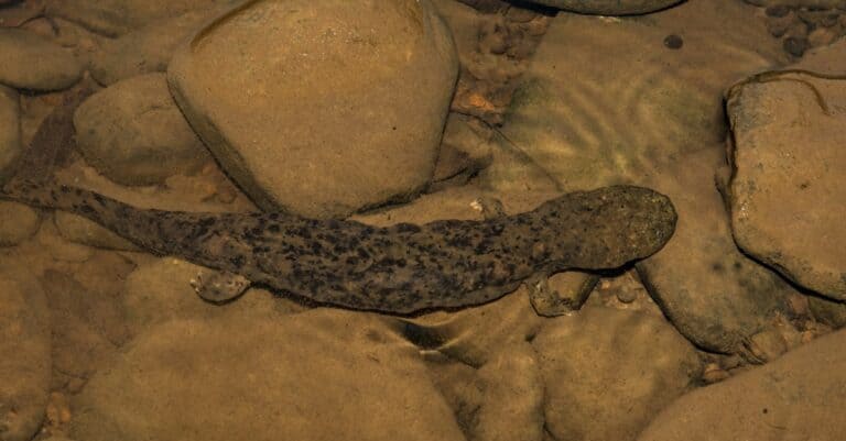 An Eastern Hellbender crawling on the bottom of a creek foraging for crayfish.