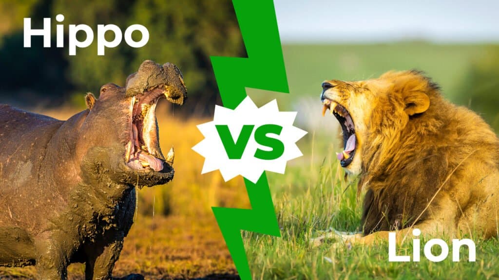 lion vs hippo