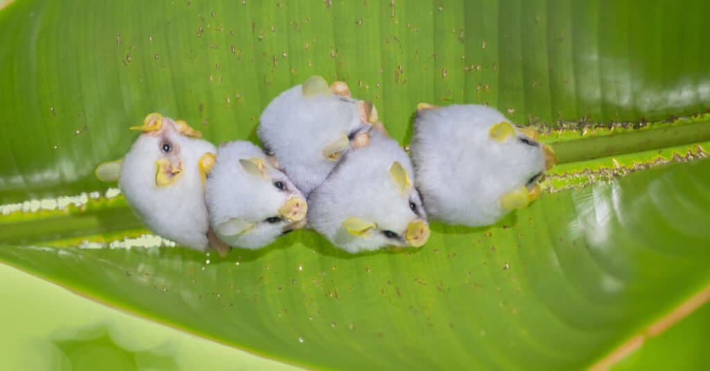 Honduran white bats together