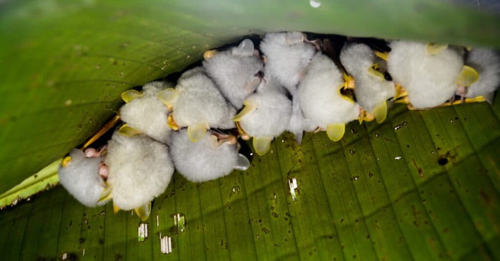 Honduran white bats together