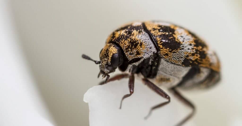 5 Pesky Bugs That Eat Clothes (And How To Get Rid of Them ...