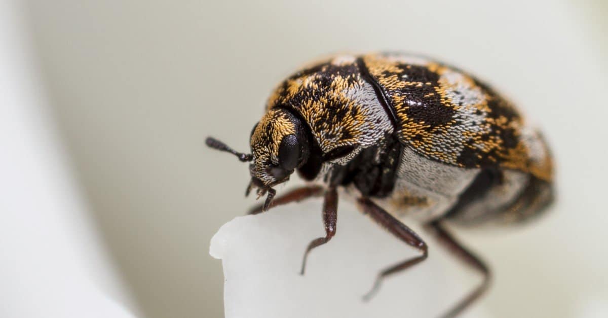 How To Get Rid of Carpet Beetles - A-Z Animals