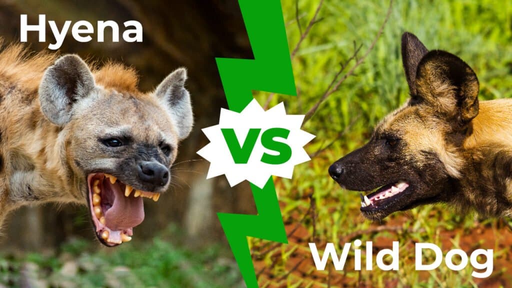 hyena fights pitbull