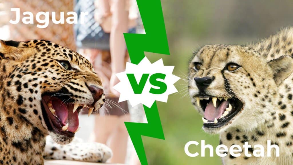 If a jaguar, a cheetah, and a leopard would race each other, who would win?  - Catit