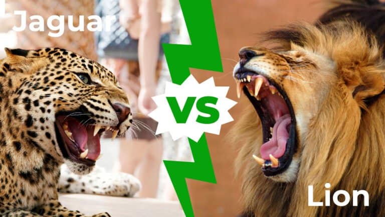 Jaguar vs lion