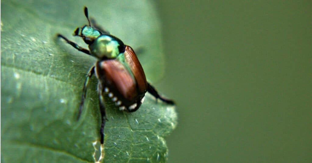 Japanese beetle on wet leaf