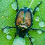 Diving beetles