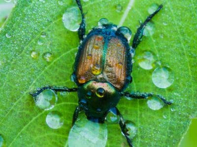 A Water Beetle
