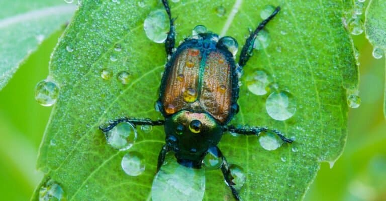 Japanese beetle with water droplets