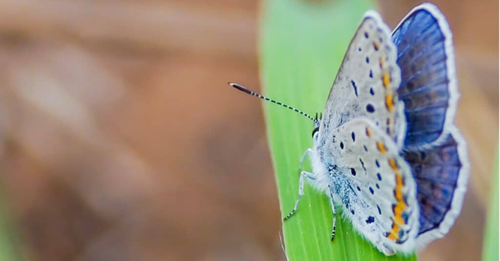 A Karner Blue Butterfly resting on a blade of grass.