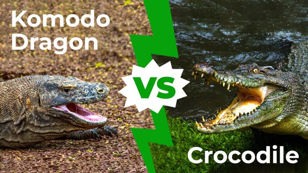 Komodo dragon vs crocodile