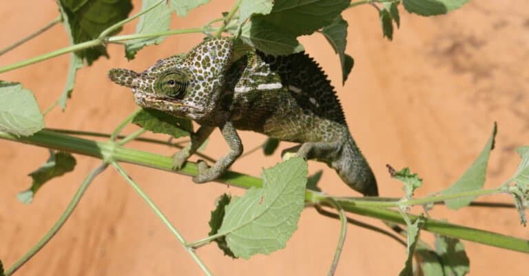 Labord's chameleon in a bush