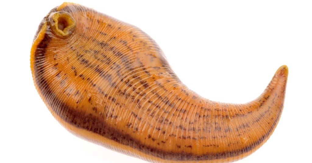 A medical leech isolated on a white background.