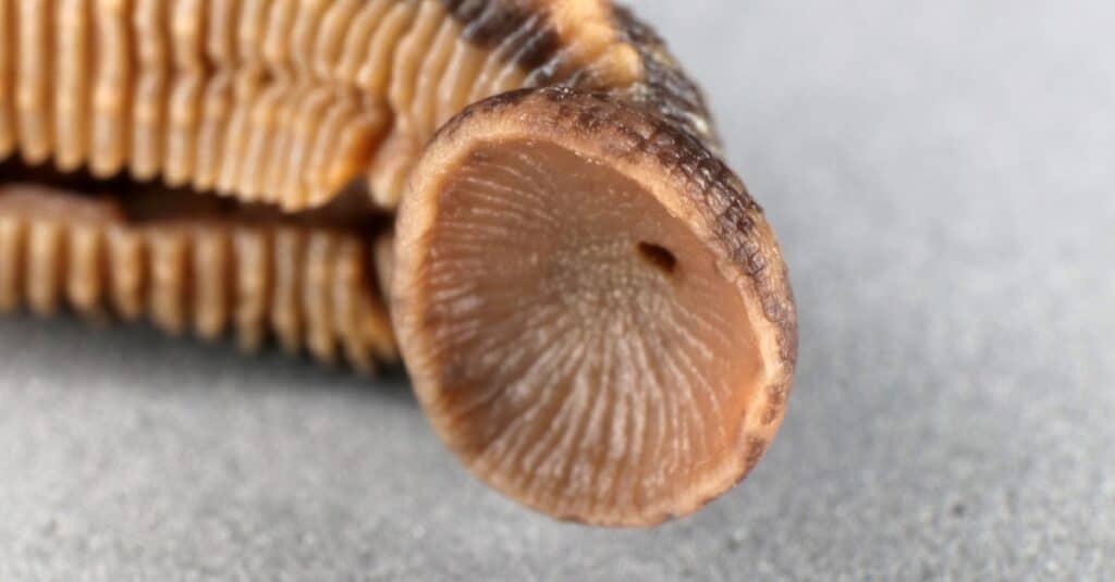 European medicinal leech (Hirudo medicinalis Linnaeus, 1758) sucker (ventral view).