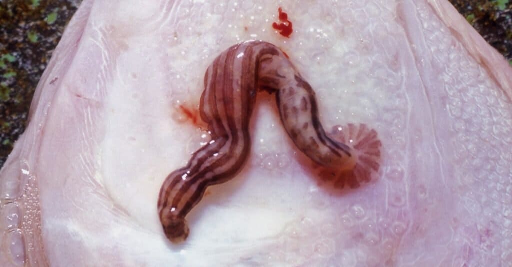 Marine fish leech or piscicolid leech, Malmiana virgata on the bottom of a yellowfin tuna from the Eastern Bering Sea.