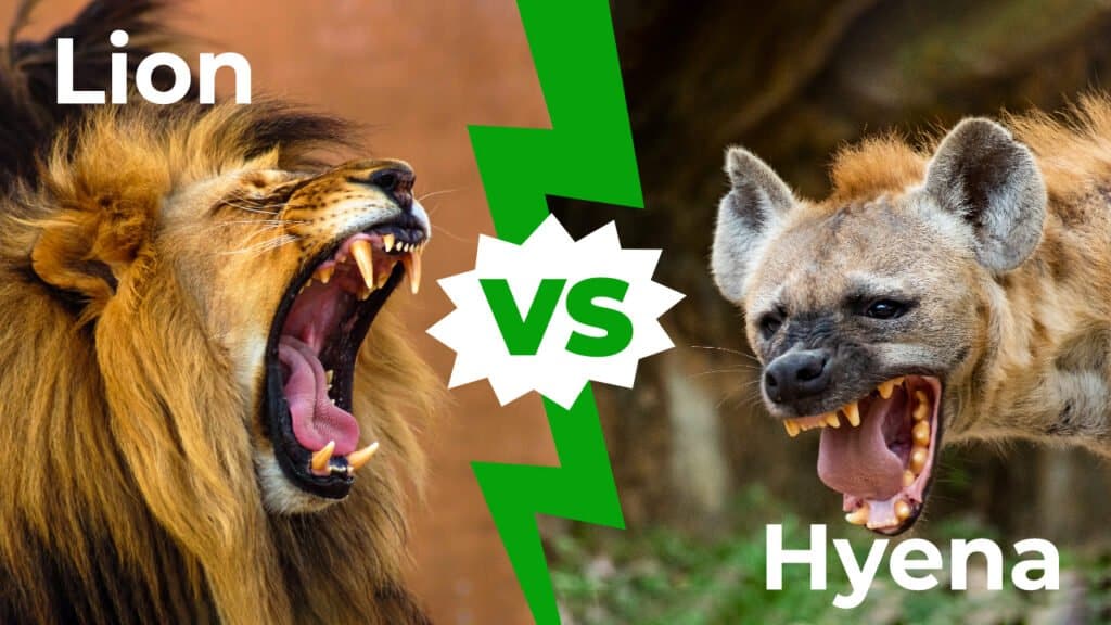 male lion vs hyena